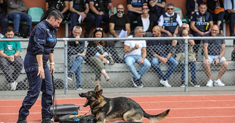 Formation des ma&icirc;tres-chiens en police municipale : qu&rsquo;en est-il des agents d&eacute;j&agrave; form&eacute;s ? | S&eacute;curit&eacute; publique et civile. Police | Scoop.it