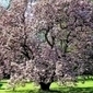 Elisez l'arbre de l'année 2013 ! | Biodiversité - @ZEHUB on Twitter | Scoop.it
