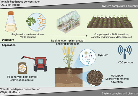 Harnessing Microbial Volatile Organic Compounds for Crop Protection: Scientific Discovery, Bridging Ecological Function and On-Farm Application | mbt | RMH | Scoop.it