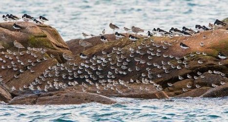 Participez au comptage 2020 des oiseaux d’eau hivernants - LPO | Biodiversité | Scoop.it