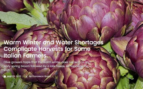 Warm Winter and Water Shortages Complicate Harvests for Some Italian Farmers | CIHEAM Press Review | Scoop.it