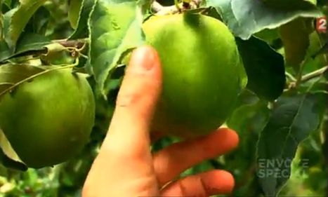 [Envoyé Spécial] Peut-on encore manger des pommes ? (vidéo) | Toxique, soyons vigilant ! | Scoop.it