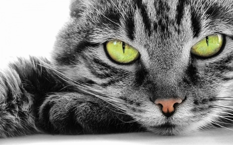 Incompletitud y medida en f&iacute;sica cu&aacute;ntica (IV): un gato y el destino del universo | Universo y F&iacute;sica Cu&aacute;ntica | Scoop.it