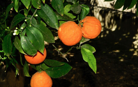 L’ÉGYPTE est le premier exportateur mondial d’oranges fraîches, pesant pour plus du tiers du commerce mondial  | CIHEAM Press Review | Scoop.it