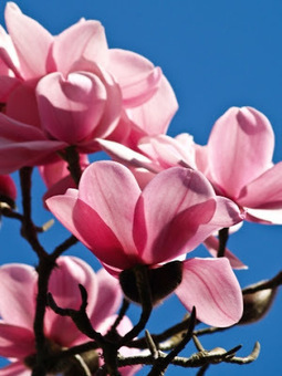 Make fragrance a focal point with these classic flowers | Gardening Life | Scoop.it