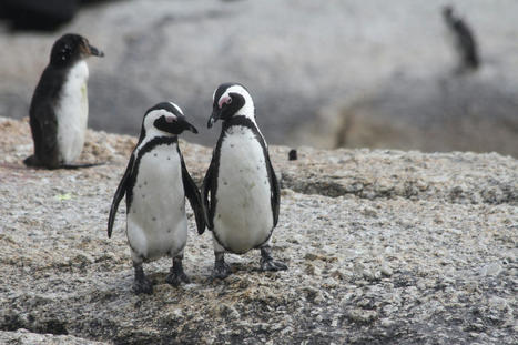 La cantidad de animales ha caído en un 69% desde 1970 | Bichos en Clase | Scoop.it