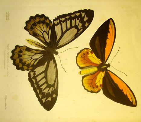 See Them While You Can: Endangered Butterfly Gallery | Amazing Science | Scoop.it
