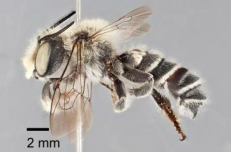 Let me introduce myself -- leafcutter bee Megachile chomskyi from Texas | Insect Archive | Scoop.it