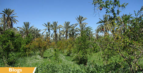 TUNISIE : L’agroécologie, une réponse aux changements climatiques ? – | CIHEAM Press Review | Scoop.it