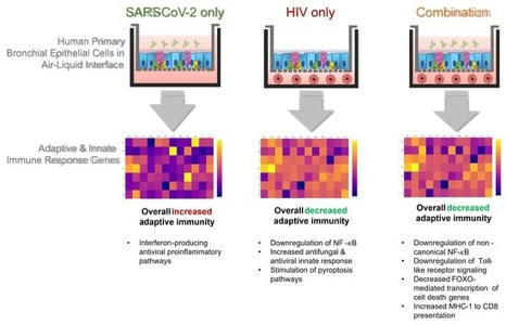 Life | Free Full-Text | SARS-CoV-2 and HIV: Impact on Pulmonary Epithelial Cells | HTML | Mucosal Immunity | Scoop.it