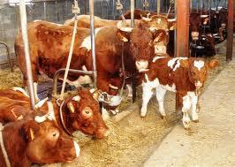 Plus de viande bovine nord-américaine sur le marché européen - duoCOM Agri, le blog du monde agricole, animal et végétal | SCIENCES DE L' ANIMAL | Scoop.it