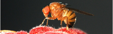 La mouche drosophile suzukii : mieux comprendre pour construire des solutions durables - INRAE | Pour innover en agriculture | Scoop.it