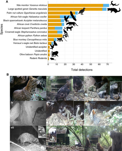 En Afrique, des images exceptionnelles pour mieux comprendre la transmission des virus | EntomoNews | Scoop.it