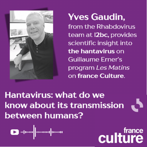 Yves Gaudin de l'&eacute;quipe Rhabdovirus &agrave; L'i2BC apporte un &eacute;clairage scientifique sur l'hantavirus dans Les Matins de France Culture de Guillaume Erner. | I2BC Paris-Saclay | Scoop.it