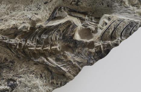 High tech palaeontology yields new insights into tetrapod and lizard evolution | Geology | Scoop.it
