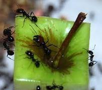 Le petit entomologiste : L'alimentation des Messor barbarus | Variétés entomologiques | Scoop.it