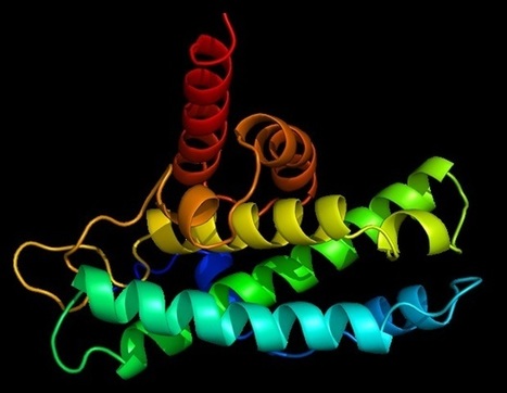 Powerhouse-pruning protein may also help make energy rapidly available for growing new blood vessels | Bioscience News - GEG Tech top picks | Scoop.it