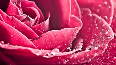 Hd Wallpapers 1080p Pink Rose All About Wallp Images, Photos, Reviews
