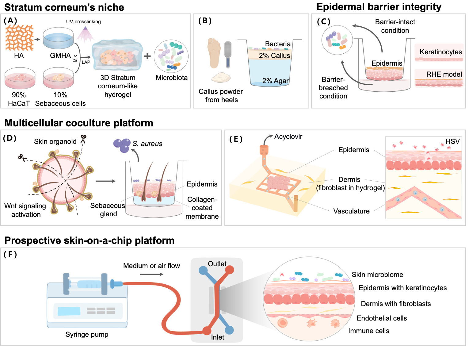 In vitro platforms for reconstructing skin&ndas...