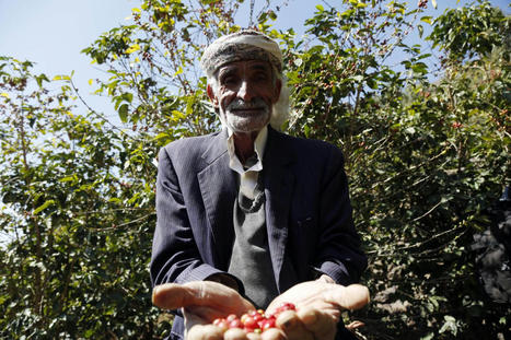 In pictures: YEMENI coffee farmers gather for harvest season | CIHEAM Press Review | Scoop.it