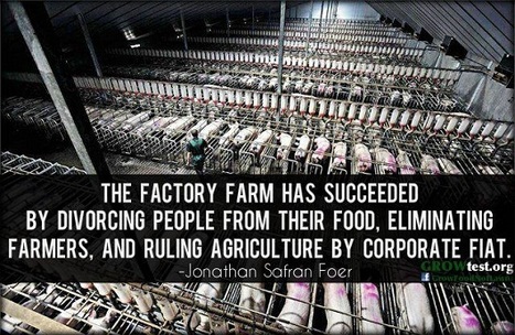 MORE, BIGGER, FASTER - What You Need To Know About Factory Farming Your Food | YOUR FOOD, YOUR ENVIRONMENT, YOUR HEALTH: #Biotech #GMOs #Pesticides #Chemicals #FactoryFarms #CAFOs #BigFood | Scoop.it