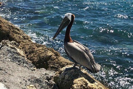 Réchauffement climatique : un tiers des oiseaux tropicaux a disparu depuis 1950 | Ecosystèmes Tropicaux | Scoop.it