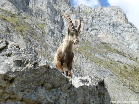 Jean-Marie Gourreau: 10 arguments opposables &agrave; la demande d'abattage des bouquetins du Bargy | Plan&egrave;te, Nature et Biodiversit&eacute; | Scoop.it