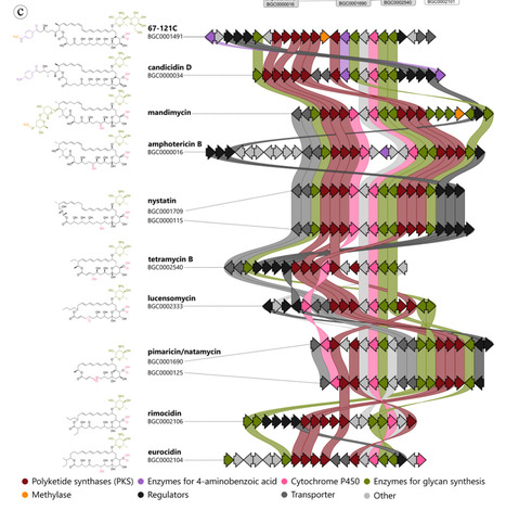 Discovery and biosynthesis of antifungal microbial secondary metabolites | mmbr | RMH | Scoop.it