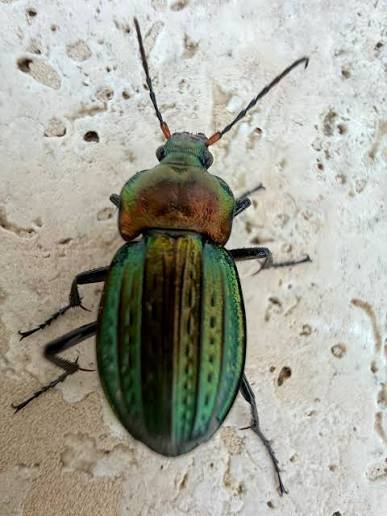 Quantifying Species‐ and Community‐Level Predation by Carabids on Pests and Beneficials in Wheat and Beet Fields - Institut Agro Rennes-Angers | SCIENCES DU VEGETAL | Scoop.it