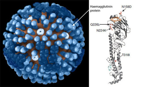 Mutant flu paper is finally published, reveals pandemic potential of wild viruses | Not Exactly Rocket Science | Discover Magazine | Virology News | Scoop.it