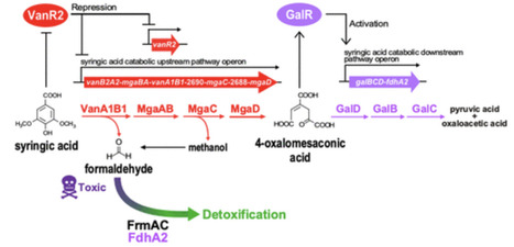 Catabolic System of Syringic Acid, a Key Intermediate of Lignin-Derived Aromatic Compounds, via a Novel Linear Pathway in Pseudomonas sp. NGC7 | acs | RMH | Scoop.it