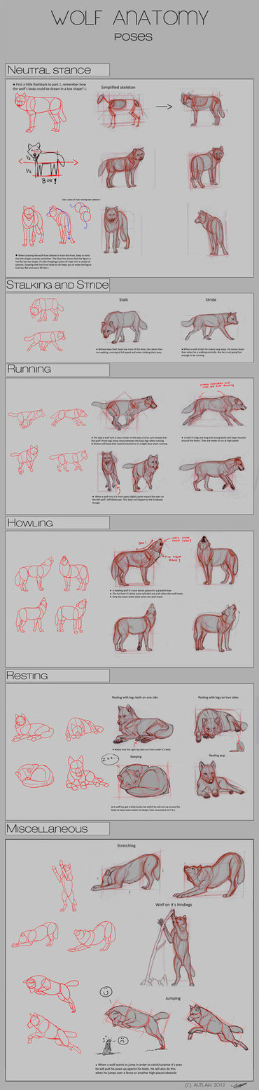 Human Anatomy Fundamentals: Advanced Body Proportions