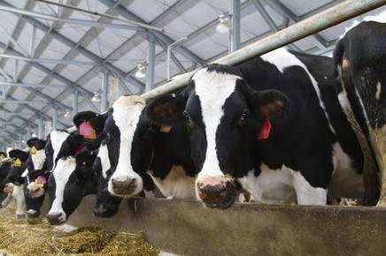 Pays-Bas : 200 000 vaches à supprimer pour respecter les règles environnementales | Lait de Normandie... et d'ailleurs | Scoop.it