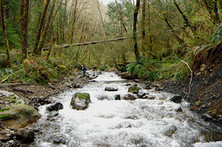 Modern Money Trees | Timberland Investment | Scoop.it