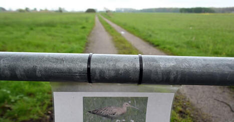 Alsace. Le paradis du courlis cendr&eacute; n&rsquo;est plus alsacien mais allemand | Biodiversit&eacute; - @ZEHUB on Twitter | Scoop.it