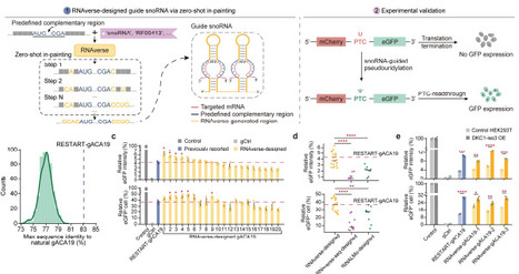 Programmable design of functional RNAs through multimodal generative learning | brvai | RMH | Scoop.it