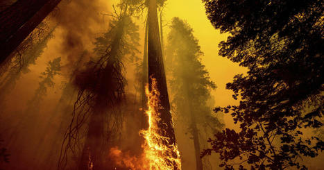 "It's heartbreaking": Wildfires may have killed hundreds of giant sequoias in Northern California - CBS News | Operation Deimos | Scoop.it