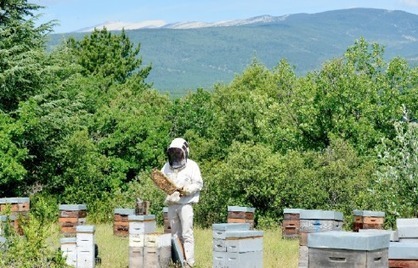 Les apiculteurs bourdonnent dans les champs et les villes | Economie Responsable et Consommation Collaborative | Scoop.it