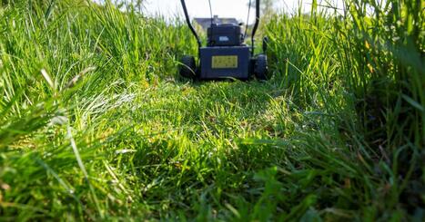 La douce odeur de l'herbe coup&eacute;e est comme un cri de d&eacute;tresse des plantes | RTS | Les Colocs du jardin | Scoop.it