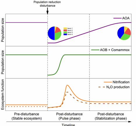 Disturbance reshapes functional redundancy and accelerates nitrification in soil nitrifying communities | isme | RMH | Scoop.it