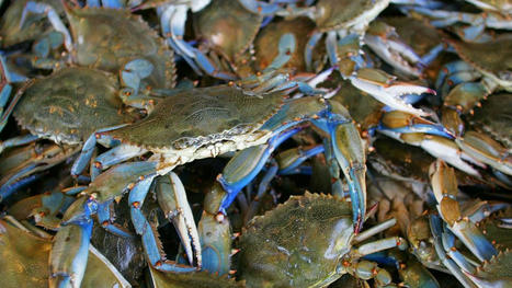 Le crabe bleu, un "serial killer" qui bouleverse l’économie et la biodiversité sur la côte occitane | Euronews | EntomoNews | Scoop.it