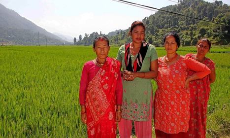 Villages in Nepal offer Pakistan lessons on coping with climate change | SRI Global News-- January-April, 2026 -- System of Rice Intensification (SRI) | Scoop.it