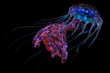 La bioluminescence serait apparue chez les animaux il y a 540 millions d’années ! | Biodiversité - @ZEHUB on Twitter | Scoop.it