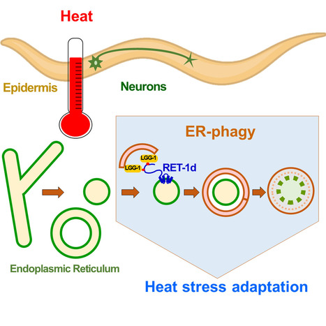 La RE-phagie dépendante du réticulon participe à l'adaptation au stress thermique chez C. elegans | Life Sciences Université Paris-Saclay | Scoop.it