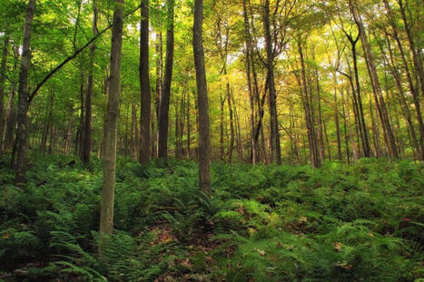 Arbres replant&eacute;s&nbsp;: on est tr&egrave;s loin du milliard promis par Emmanuel Macron | Paysage - Agriculture | Scoop.it