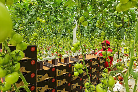 SAUDI ARABIA: Hydroponic farms help offset wartime shortages&nbsp; | ASIES | Scoop.it