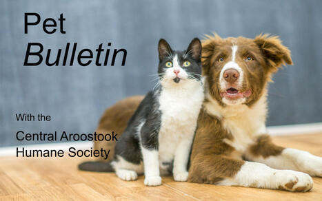 Healing from pet loss during the holidays | Grief & Bereavement Counseling | Scoop.it