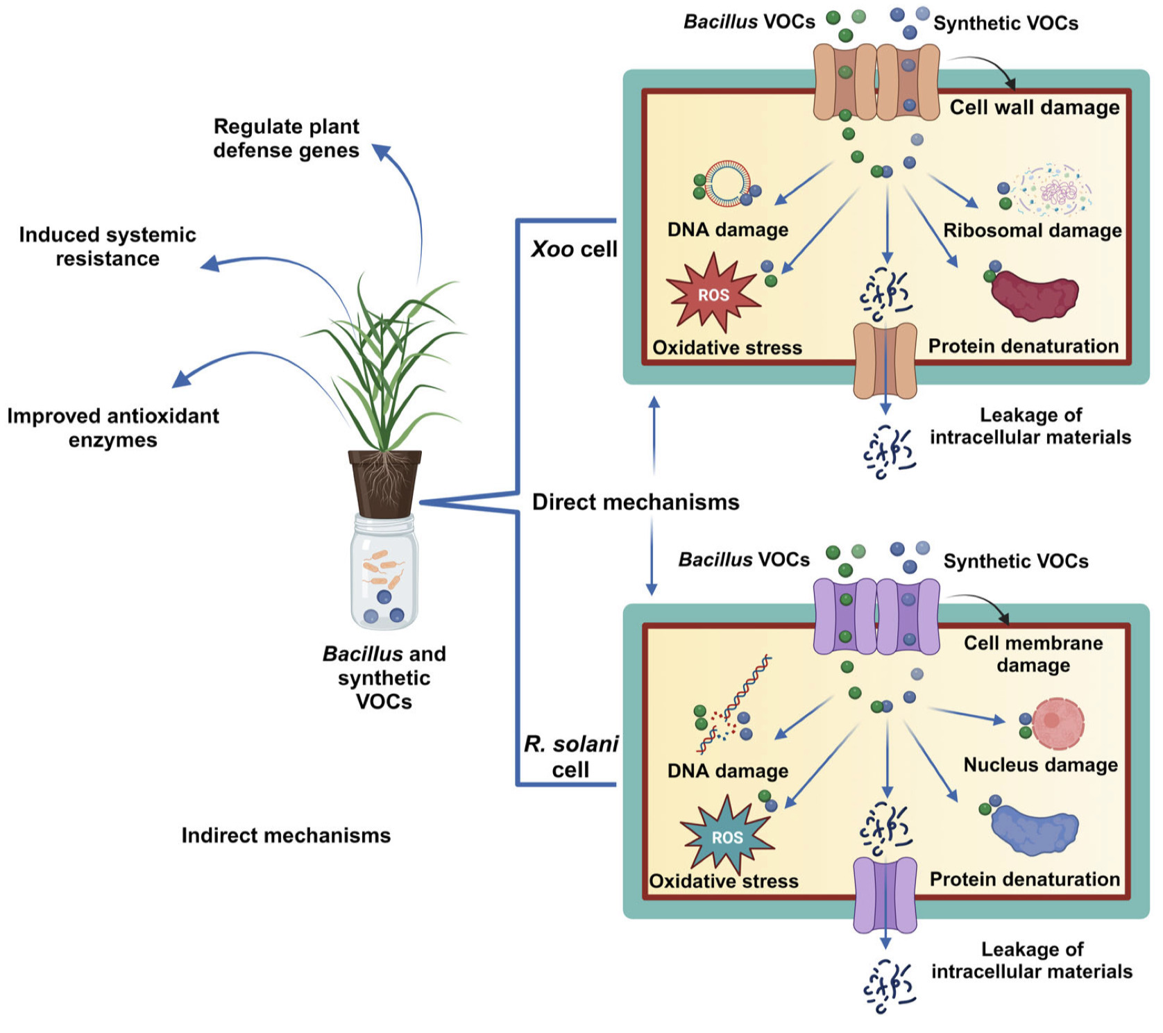 Broad spectrum Antagonistic Potential Of Bacill 