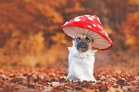 10 signs your deceased pet is still with you - AOL | Grief & Bereavement Counseling | Scoop.it