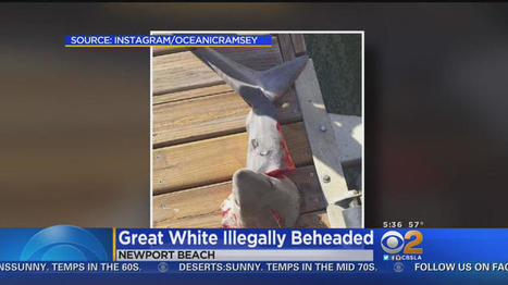 Viral photos of decapitated shark prompt state investigation | Coastal Restoration | Scoop.it